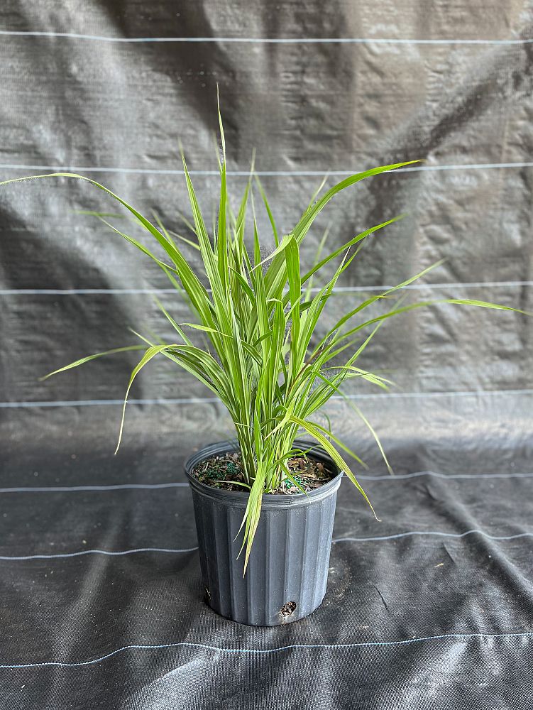 tripsacum-dactyloides-fakahatchee-grass-eastern-gamagrass