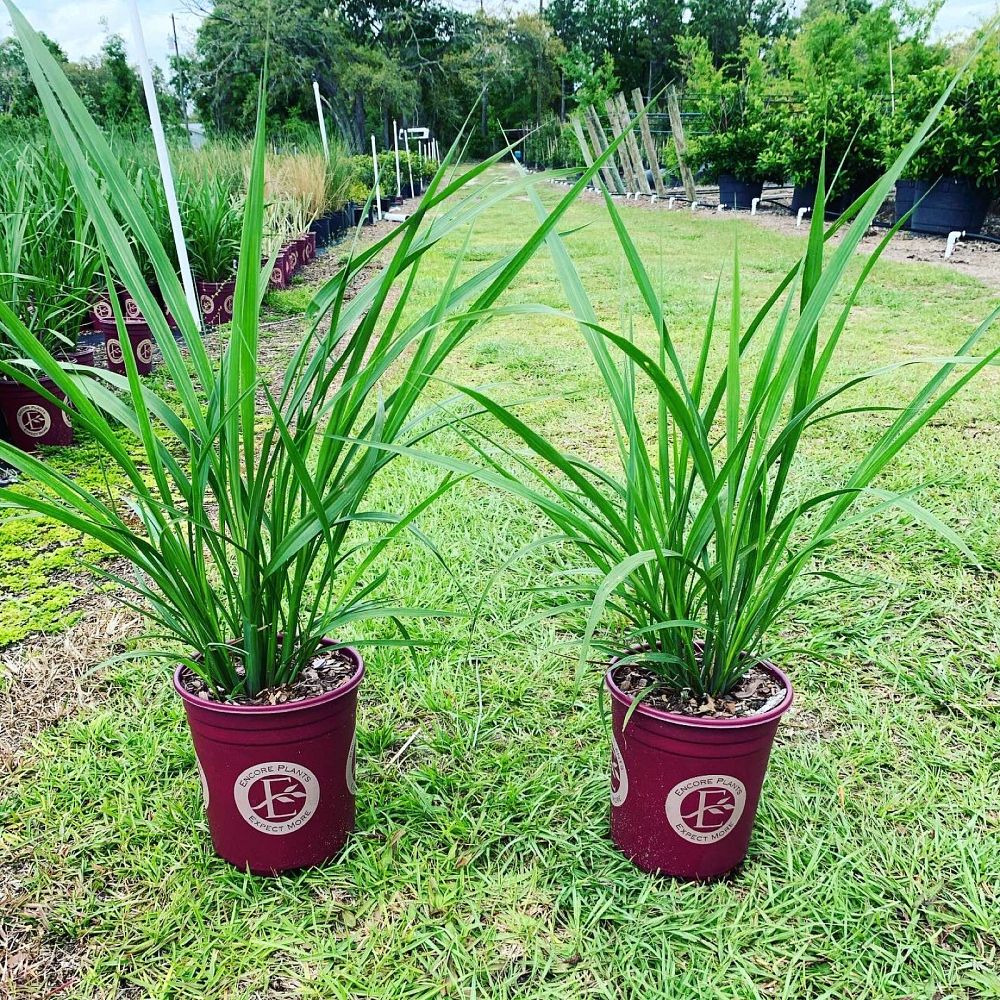 tripsacum-dactyloides-fakahatchee-grass-eastern-gamagrass