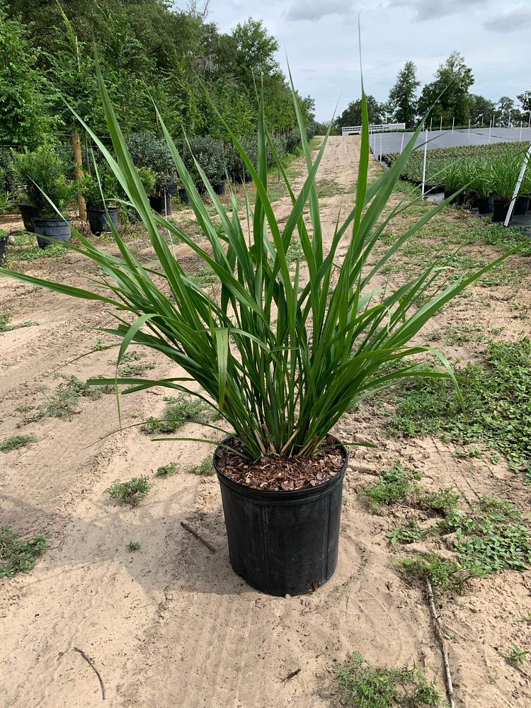 tripsacum-dactyloides-fakahatchee-grass-eastern-gamagrass