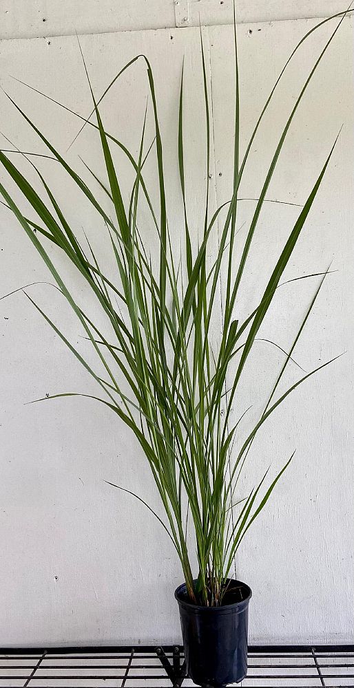 tripsacum-dactyloides-fakahatchee-grass-eastern-gamagrass