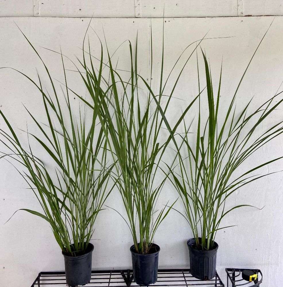 tripsacum-dactyloides-fakahatchee-grass-eastern-gamagrass