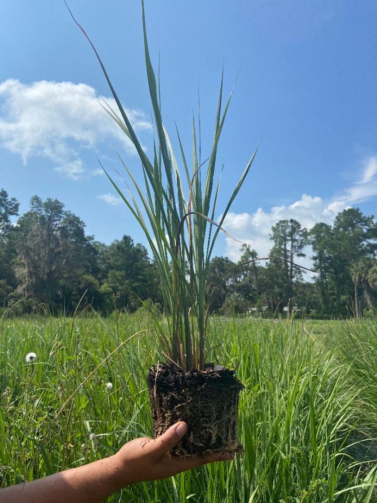 tripsacum-dactyloides-fakahatchee-grass-eastern-gamagrass