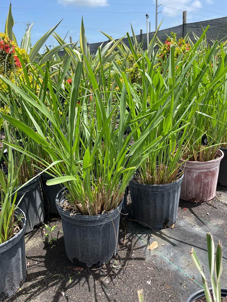tripsacum-dactyloides-fakahatchee-grass-eastern-gamagrass
