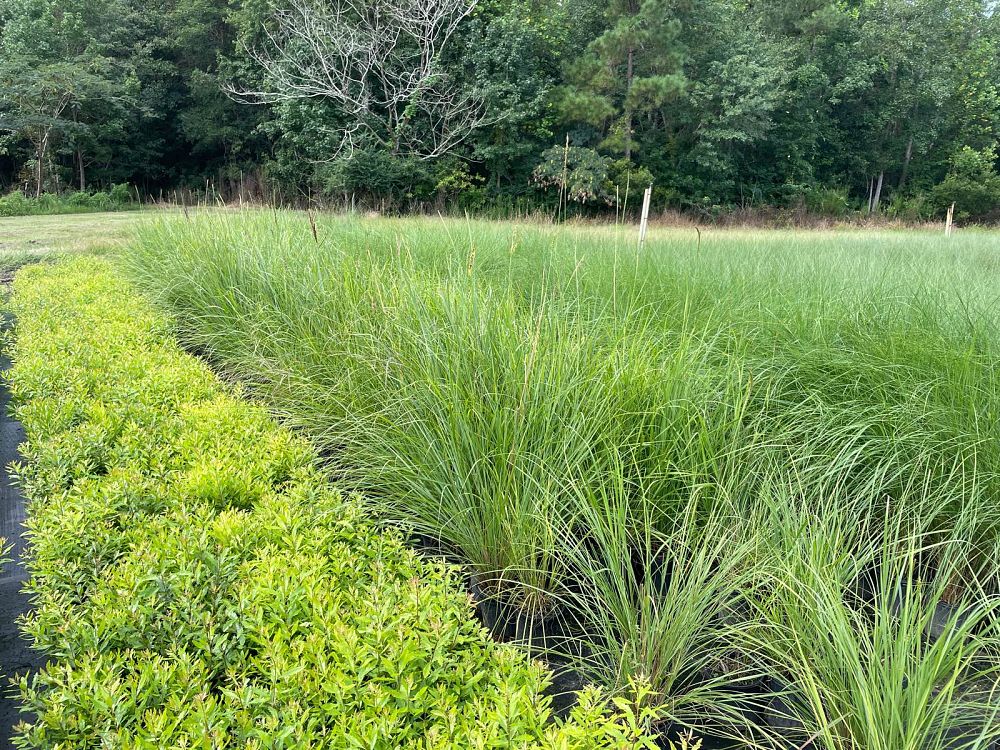 tripsacum-dactyloides-fakahatchee-grass-eastern-gamagrass