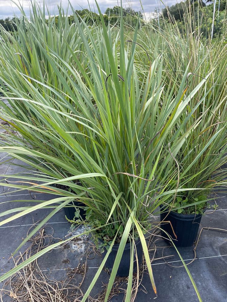tripsacum-dactyloides-fakahatchee-grass-eastern-gamagrass