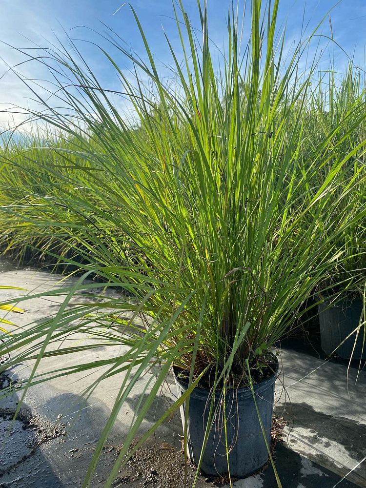tripsacum-dactyloides-fakahatchee-grass-eastern-gamagrass