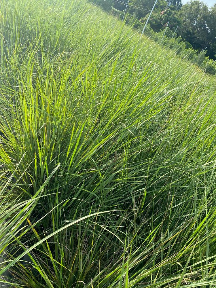 tripsacum-dactyloides-fakahatchee-grass-eastern-gamagrass