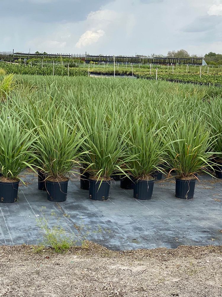 tripsacum-dactyloides-fakahatchee-grass-eastern-gamagrass