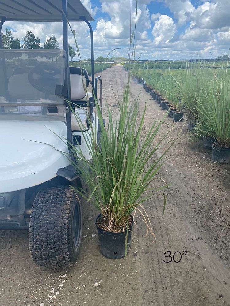 tripsacum-dactyloides-fakahatchee-grass-eastern-gamagrass