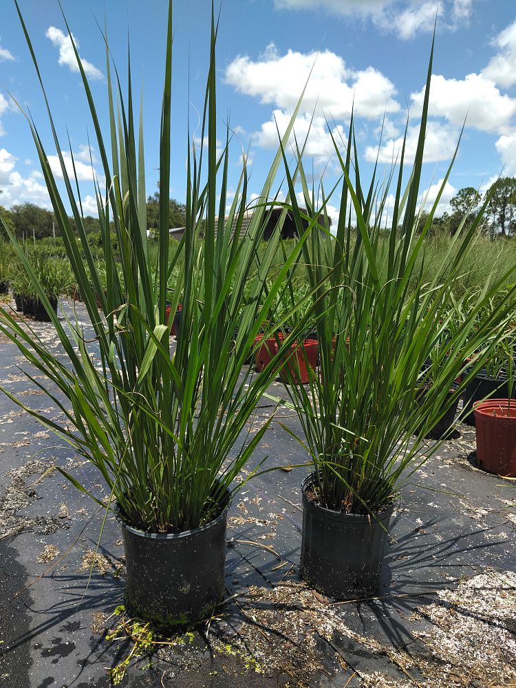 tripsacum-dactyloides-fakahatchee-grass-eastern-gamagrass
