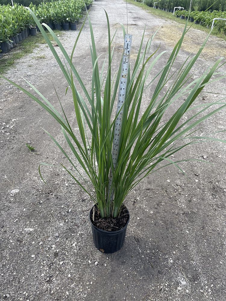 tripsacum-dactyloides-fakahatchee-grass-eastern-gamagrass