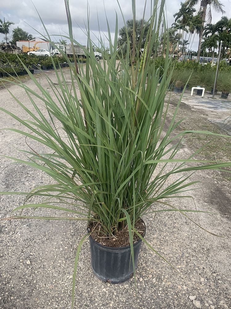 tripsacum-dactyloides-fakahatchee-grass-eastern-gamagrass