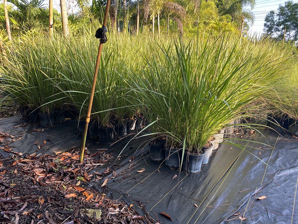 tripsacum-dactyloides-fakahatchee-grass-eastern-gamagrass