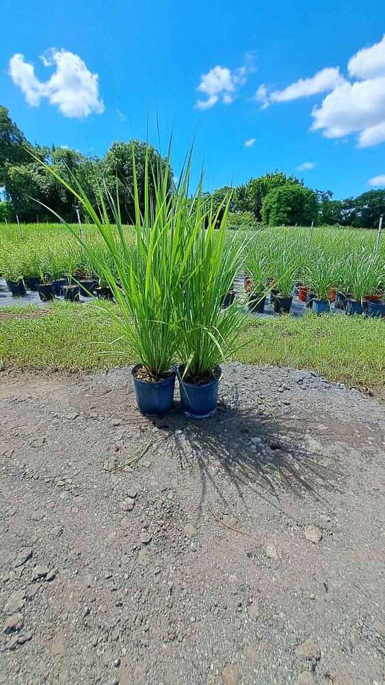 tripsacum-dactyloides-fakahatchee-grass-eastern-gamagrass