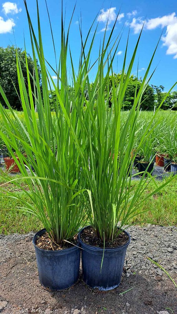 tripsacum-dactyloides-fakahatchee-grass-eastern-gamagrass