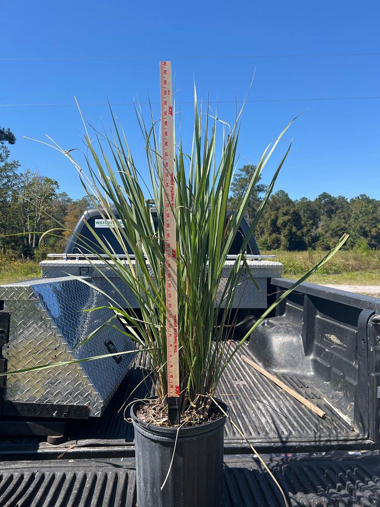 tripsacum-dactyloides-fakahatchee-grass-eastern-gamagrass