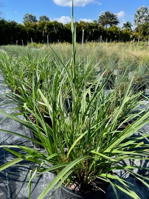 tripsacum-dactyloides-fakahatchee-grass-eastern-gamagrass