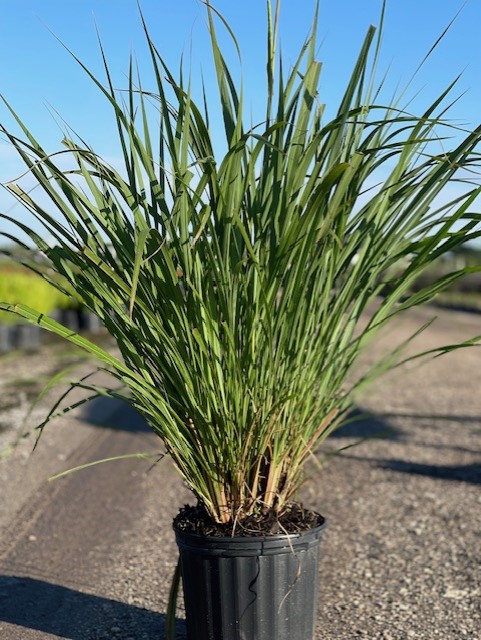 tripsacum-dactyloides-fakahatchee-grass-eastern-gamagrass