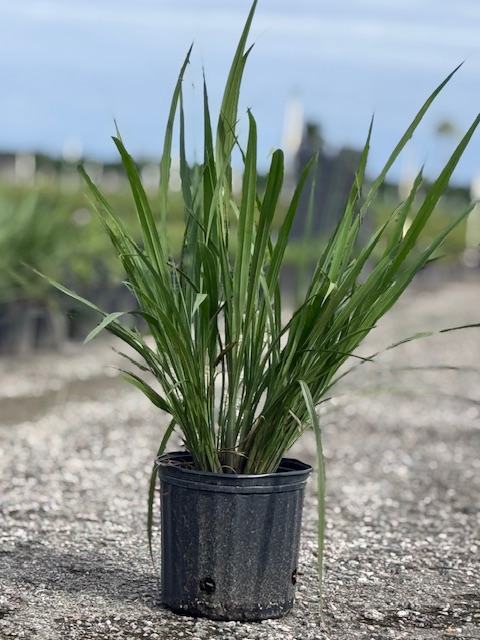 tripsacum-dactyloides-fakahatchee-grass-eastern-gamagrass