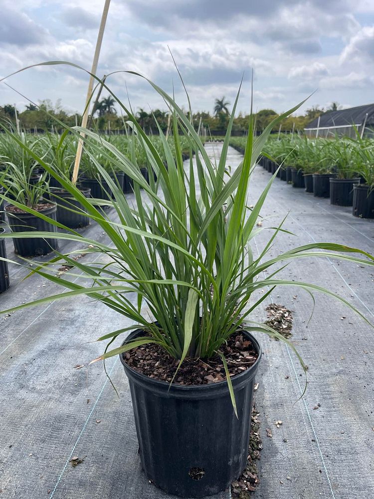 tripsacum-dactyloides-fakahatchee-grass-eastern-gamagrass