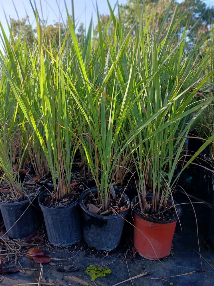 tripsacum-dactyloides-fakahatchee-grass-eastern-gamagrass