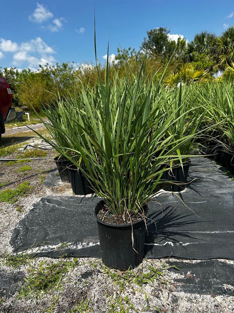 tripsacum-dactyloides-fakahatchee-grass-eastern-gamagrass