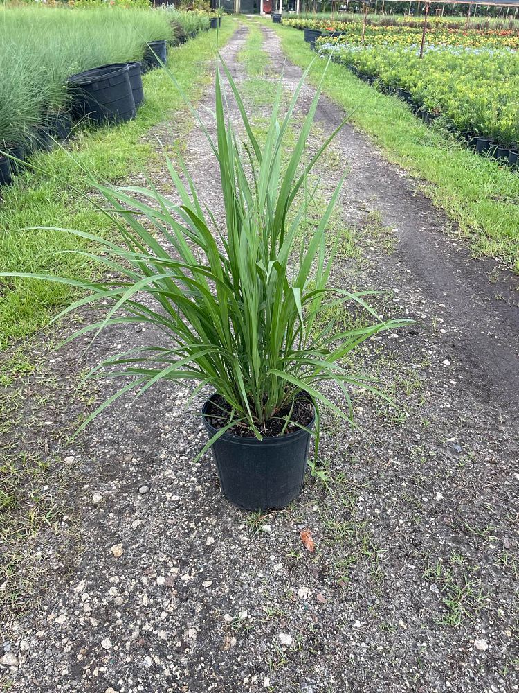 tripsacum-dactyloides-fakahatchee-grass-eastern-gamagrass