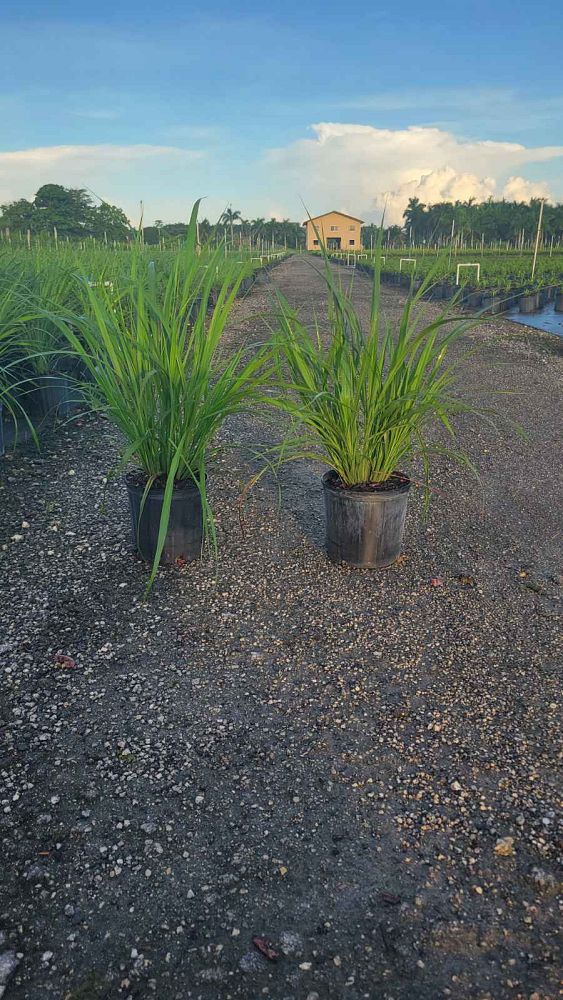 tripsacum-dactyloides-fakahatchee-grass-eastern-gamagrass