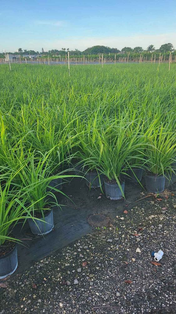 tripsacum-dactyloides-fakahatchee-grass-eastern-gamagrass