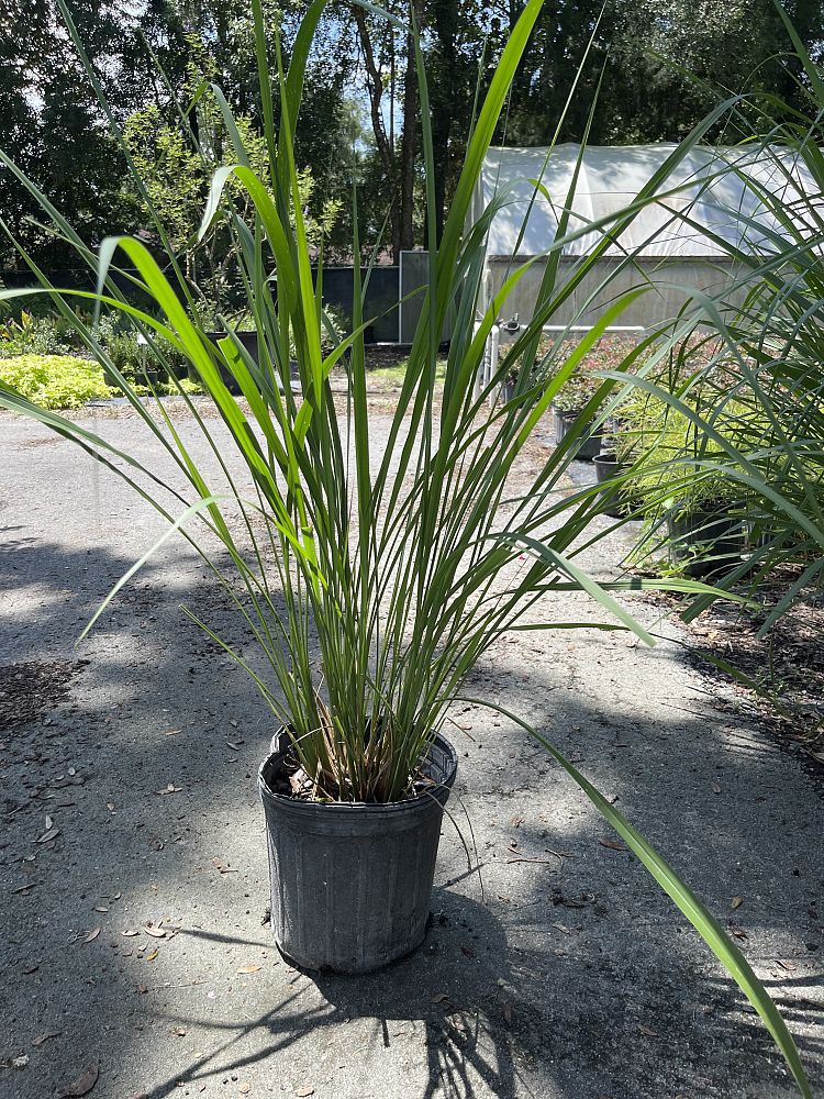 tripsacum-dactyloides-fakahatchee-grass-eastern-gamagrass