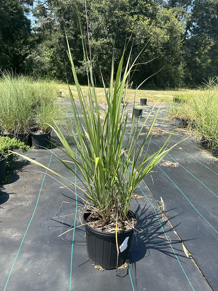 tripsacum-dactyloides-fakahatchee-grass-eastern-gamagrass