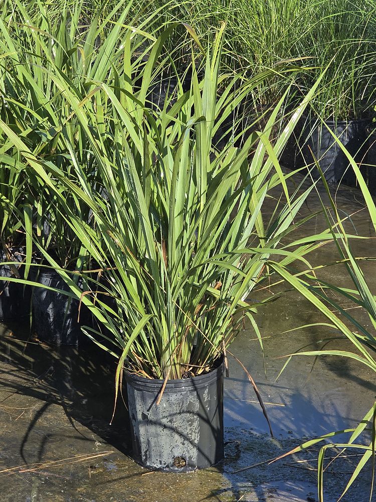 tripsacum-dactyloides-fakahatchee-grass-eastern-gamagrass