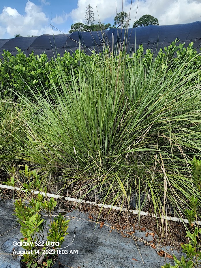 tripsacum-dactyloides-fakahatchee-grass-eastern-gamagrass