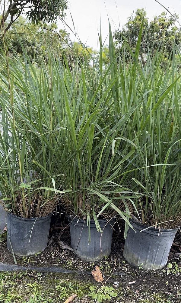 tripsacum-dactyloides-fakahatchee-grass-eastern-gamagrass