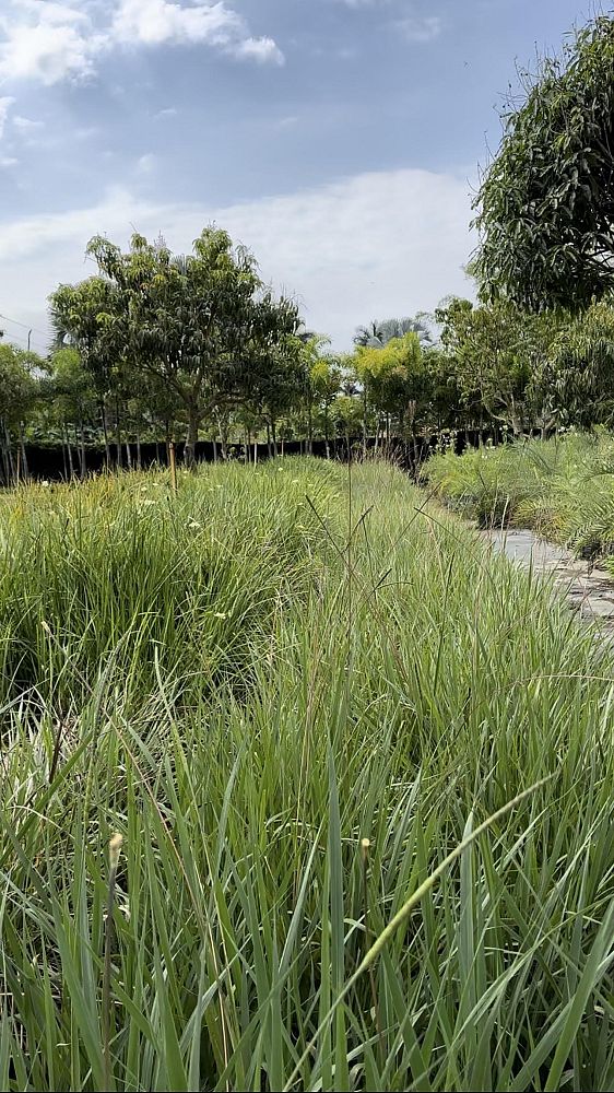tripsacum-dactyloides-fakahatchee-grass-eastern-gamagrass