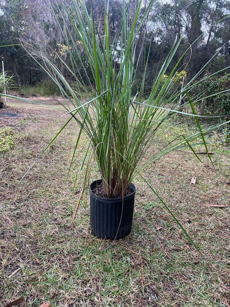 tripsacum-dactyloides-fakahatchee-grass-eastern-gamagrass