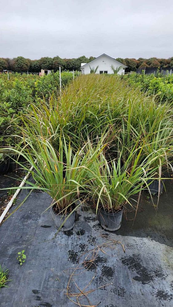 tripsacum-dactyloides-fakahatchee-grass-eastern-gamagrass