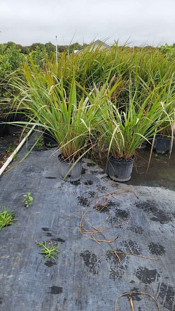 tripsacum-dactyloides-fakahatchee-grass-eastern-gamagrass