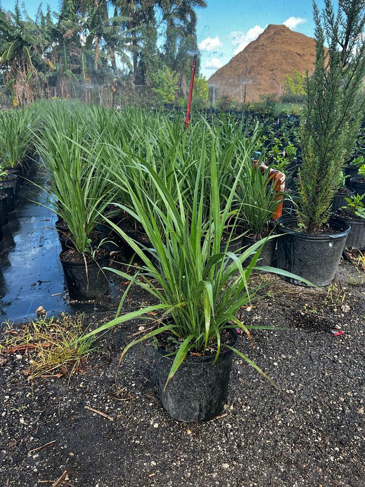 tripsacum-dactyloides-fakahatchee-grass-eastern-gamagrass