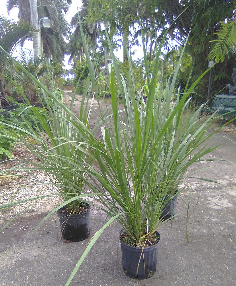 tripsacum-dactyloides-fakahatchee-grass-eastern-gamagrass