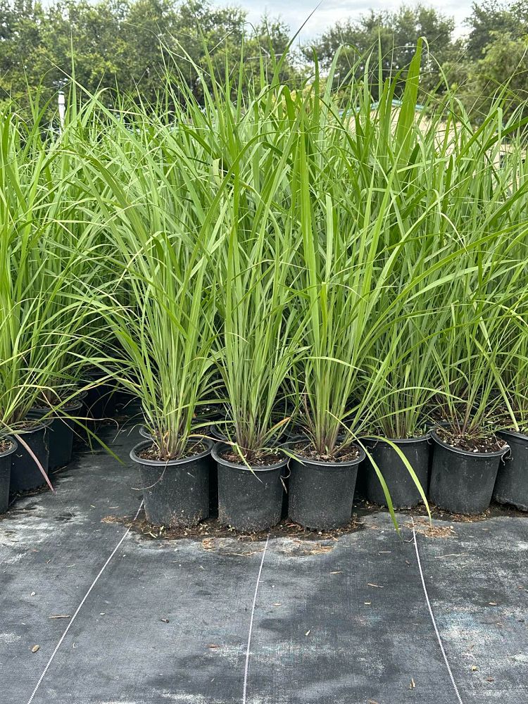 tripsacum-dactyloides-fakahatchee-grass-eastern-gamagrass