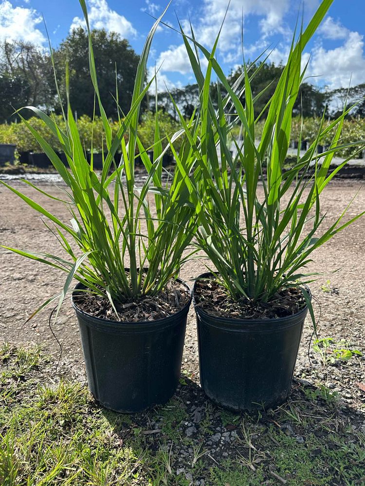 tripsacum-dactyloides-fakahatchee-grass-eastern-gamagrass