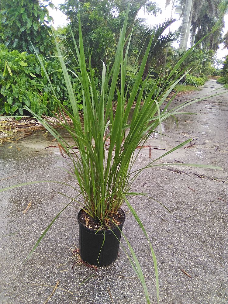 tripsacum-dactyloides-fakahatchee-grass-eastern-gamagrass