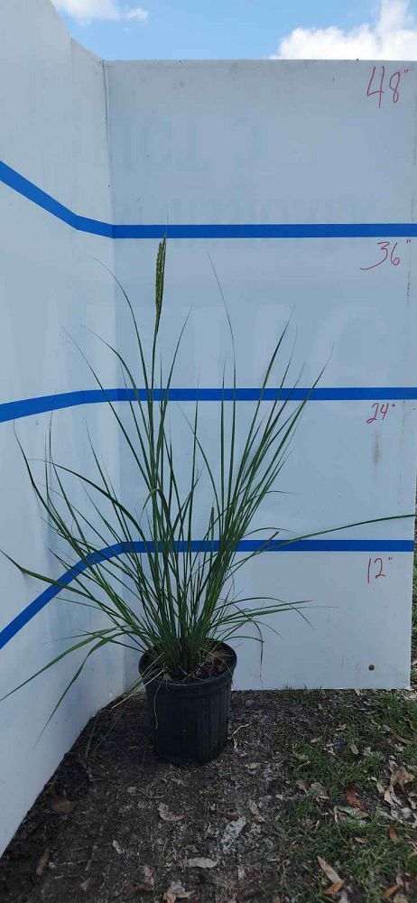tripsacum-dactyloides-fakahatchee-grass-eastern-gamagrass