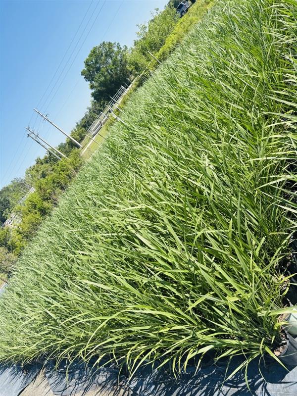 tripsacum-dactyloides-fakahatchee-grass-eastern-gamagrass
