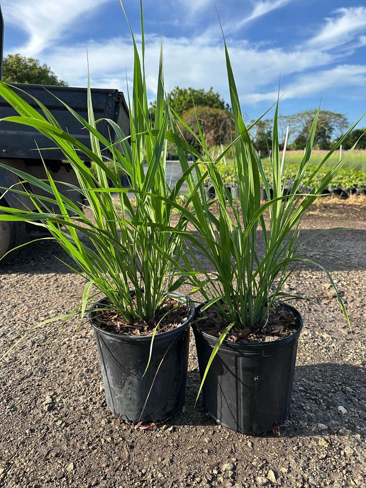 tripsacum-dactyloides-fakahatchee-grass-eastern-gamagrass