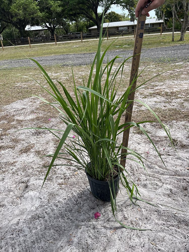 tripsacum-dactyloides-fakahatchee-grass-eastern-gamagrass