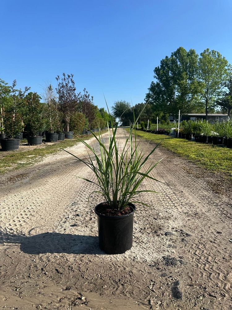 tripsacum-dactyloides-fakahatchee-grass-eastern-gamagrass