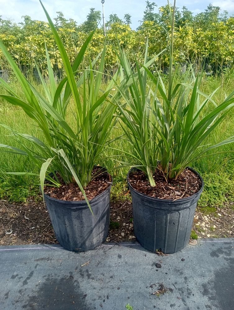 tripsacum-dactyloides-fakahatchee-grass-eastern-gamagrass