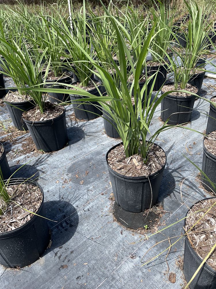 tripsacum-dactyloides-fakahatchee-grass-eastern-gamagrass